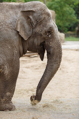 Naklejka premium Un éléphant