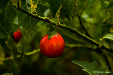 red apple on branch