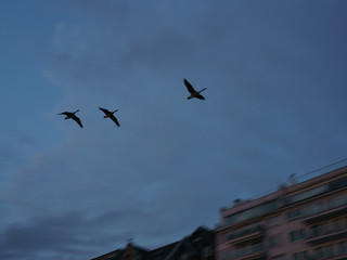 Flock of ducks over the city. Animals theme.