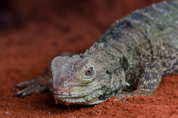 Reptile au regard malicieux