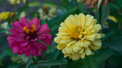 Common zinnia in the garden with natural color variations from natural formation