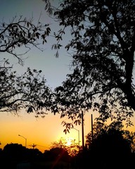 Sunset tree