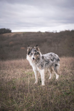 A border collie stands in the fields with his tongue sticking out