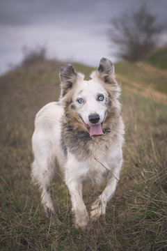 A border collie with bright blue eyes smiles with his tongue out