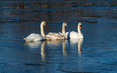 Swans on the Olt river in Romania