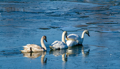  37/5000 White swan family as an icebreaker