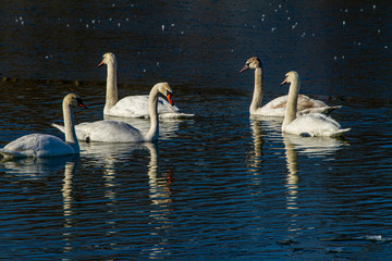 Swans on the lake