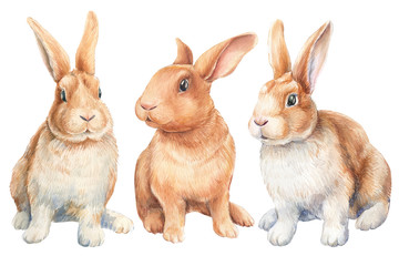 Fototapeta premium set of bunnies on an isolated white background, watercolor illustration, cute animal, easter bunny.