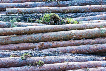 Freshly sawn logs without pine branches are stacked in a pile. Harvesting fresh wood. Side view.