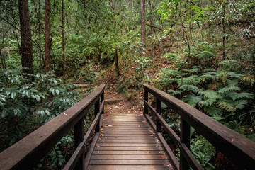 wooden bridge in the forest