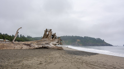 La Push - the most beautiful place in Clallam County County, Washington, USA. Impressive beach, ocean, nature