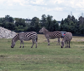 Fototapeta na wymiar Wild Animal Zebra in Hamilton Safari, Ontario, Canada