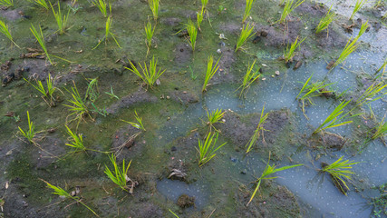 Rice plants in the treatment period with a age of about 2 weeks.
