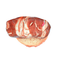 maggots on a piece of red meat