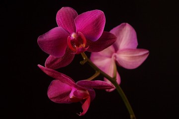 Obraz premium Beautiful background with pink orchids