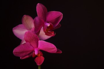 Naklejka na ściany i meble Beautiful background with pink orchids