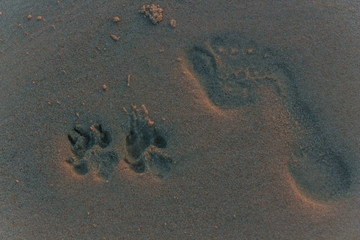 Fototapeta na wymiar Human and dog footprints at the beach. Sunrise colors, friendship
