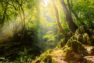 Magical and leafy beech forest. The sun's rays enter through the trees. landscape photography. concept of nature, conservation and adventures. Forest of Asturias, Spain. - Powered by Adobe