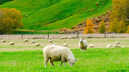 Obraz premium Flock of Sheep in green grass field and mountain nature background in rural at south Island New Zealand