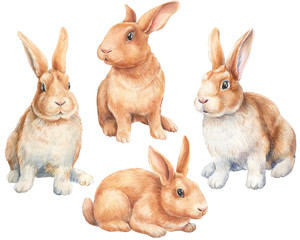 set of bunnies on an isolated white background, watercolor illustration, cute animal, easter bunny.