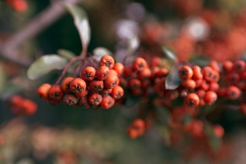 Pink peppercorn berries isolated. peppercorn plant.