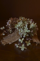 Beautiful background with withered hydrangea flowers