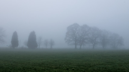 Obraz na płótnie Canvas Trees in the mist