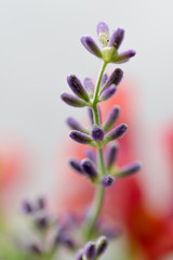 English Lavender Macro