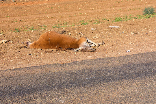 Dead kangaroo road kill on highway.
