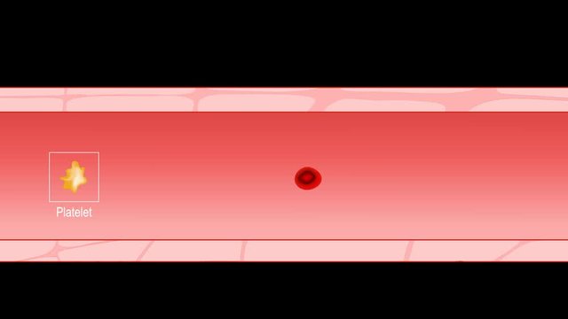 Blood cells. Red blood cells RBCs (erythrocytes), White blood cells (monocyte, Basophil, Eosinophil, Neutrophil), and Platelets (thrombocytes).