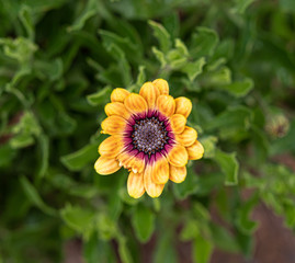 Margarita amarilla y púrpura en armonía con la naturaleza.