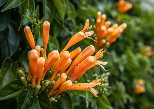 Flores naranjas florecen entre hojas verdes