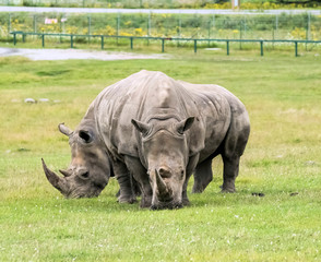 Obraz premium Wild Animal African Rhinoceros or Rhino in Hamilton Safari, Ontario, Canada