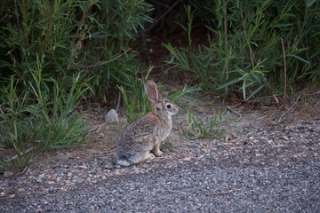 Wildes Kaninchen