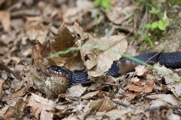 Schwarze Zornnatter bei der Mahlzeit einer Kröte