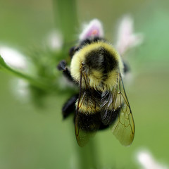 Black and Yellow Bumble Bee on Pink Wildflower, Close-Up