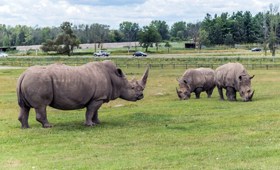 Fototapeta premium Wild Animal African Rhinoceros or Rhino in Hamilton Safari, Ontario, Canada