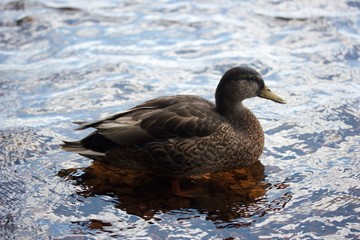 Stockenten Weibchen