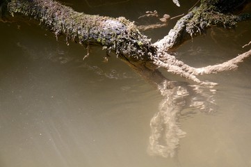 Wurzel im Wasser