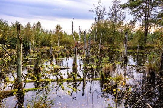 Germany,Lower Saxony, Diepholz Moor Depression, Landscape with bogs and trees