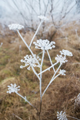 flower branch covered with ice and snow in a forest