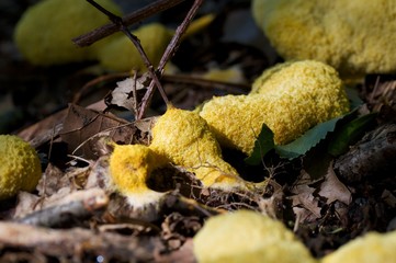 Hexenbutter Pilz