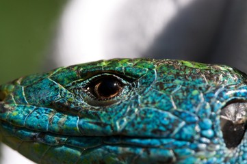 Gesicht einer Smaragdeidechse