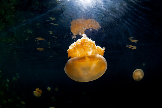 Palau, Eil Malk island, Jellyfish in Jellyfish Lake
