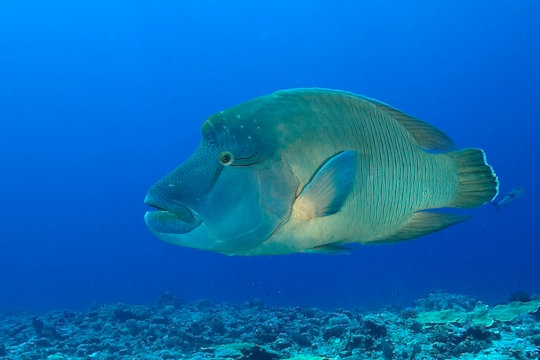 Palau, Blue Corner, Humphead wrasse (Cheilinus undulatus) underwater