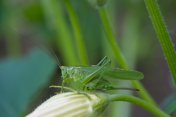 Grille auf Zucchiniblüte