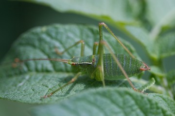 Grille auf Blatt