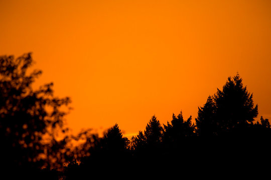 Germany, Wuerzburg, Trees and orange sky at sunset