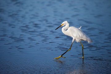 Snow Heron walking on the water and carefully looking out for their prey. Birds, animals of the tropics, ornithology.