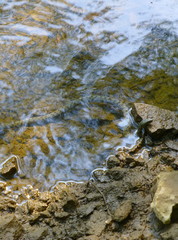 Photo of a dice snake resting its head on the rock next to the shore of a river